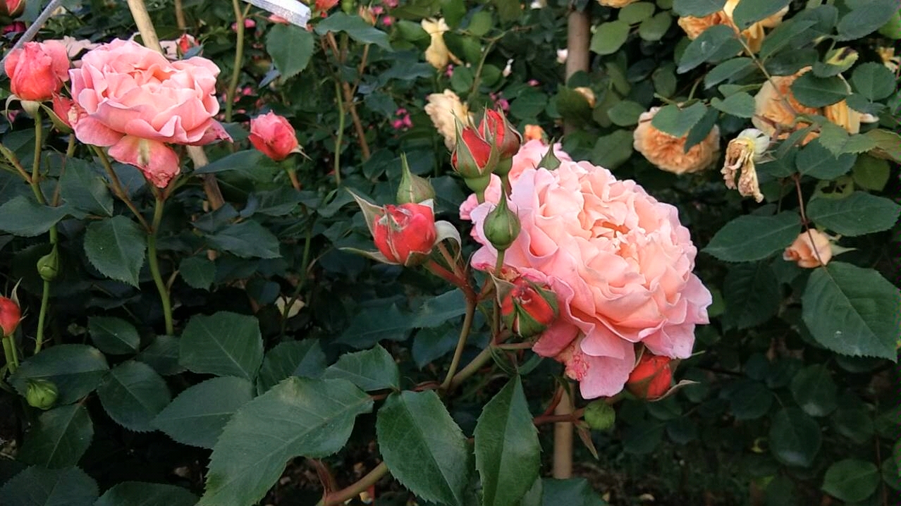 居里夫人     (这棵太美了      我必须  把它这盛开的样子  重新发