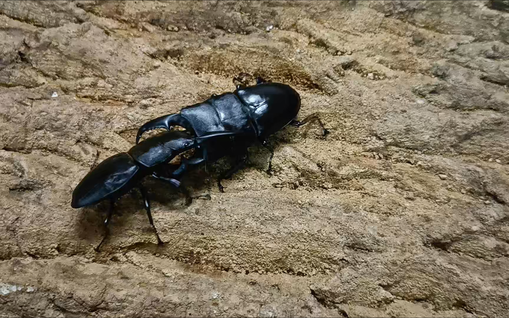 83基齿帝王vs83中国扁锹