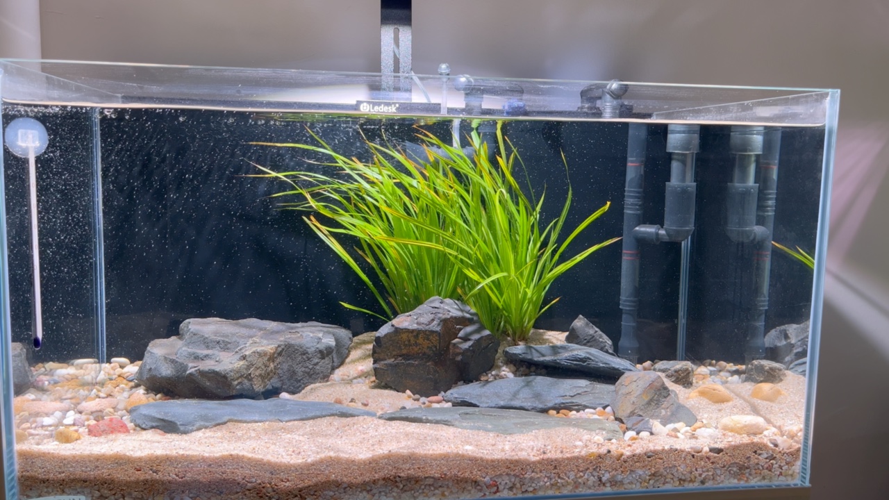 你的云鱼缸(溪流缸),d-1,有请常驻新演员,溪流缸