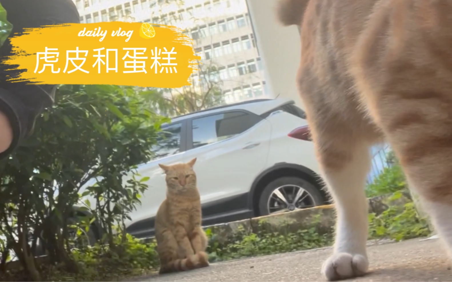 清华|学校的共享小猫咪竟然是免费的!哔哩哔哩bilibili