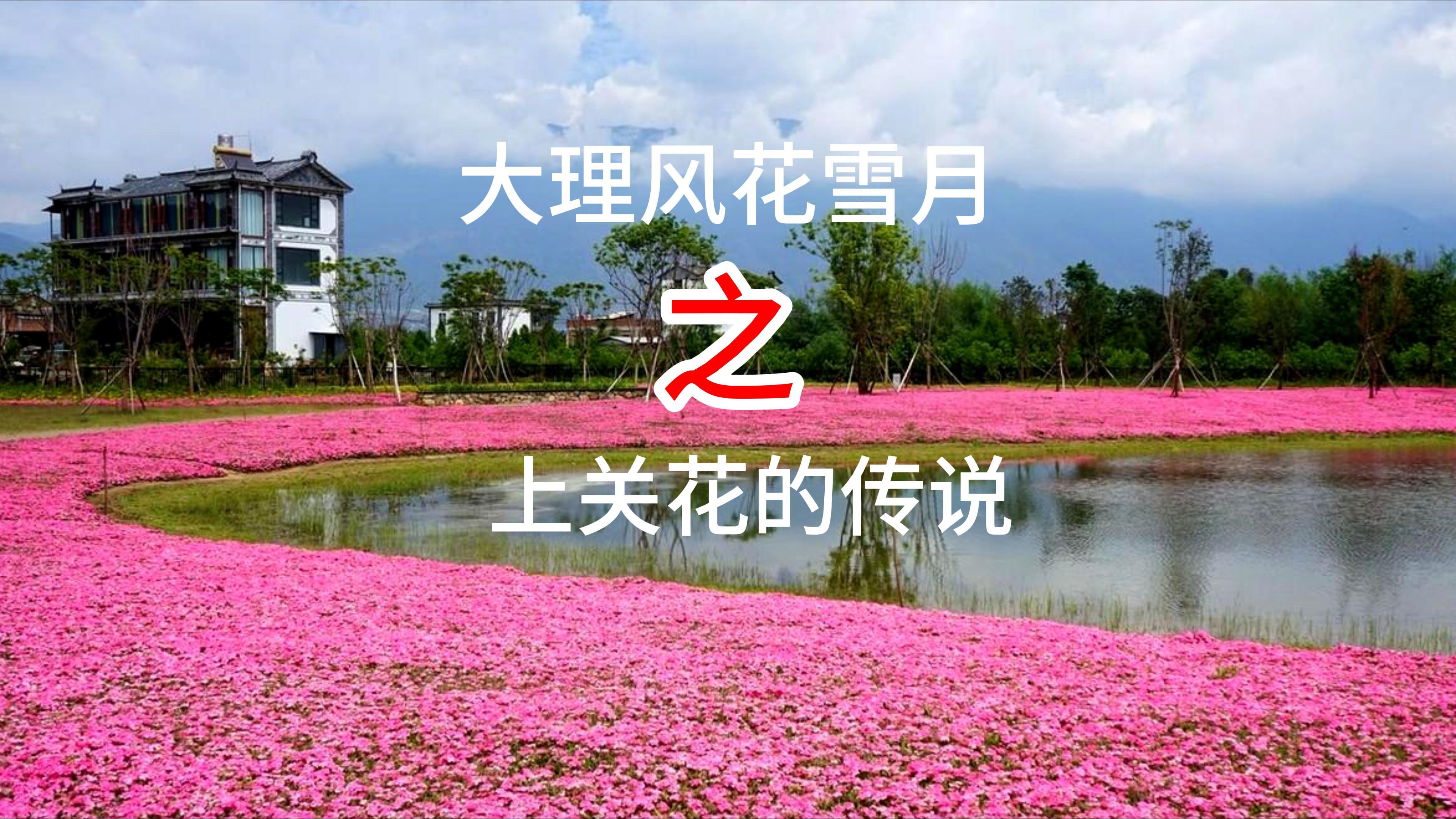 大理风花雪月之上关花的故事