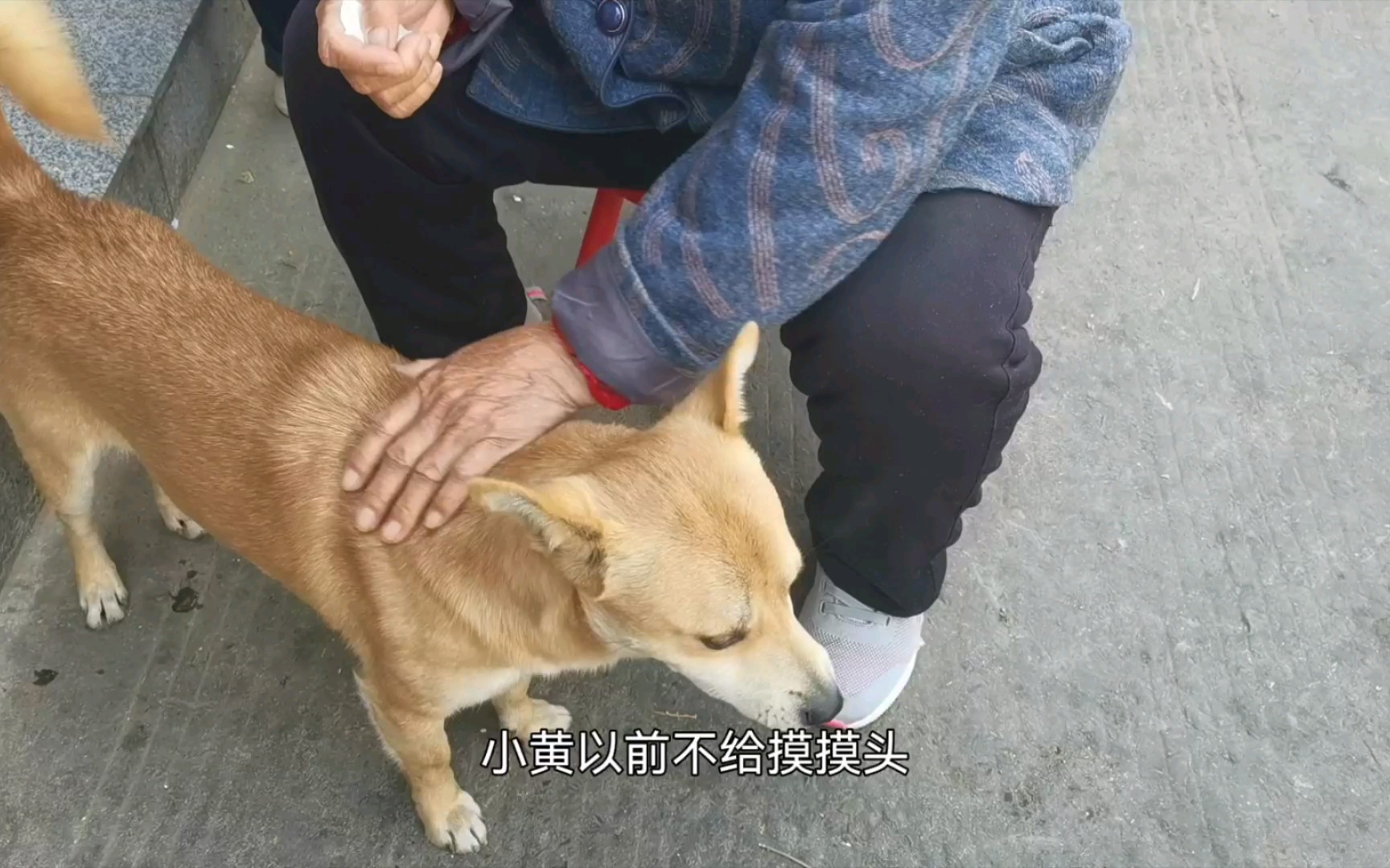 中华田园犬95,现在小黄变得亲人了,奶奶9199在摸摸狗头,万事不