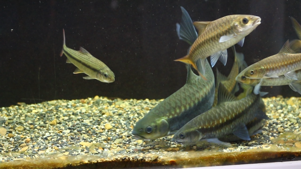 异口新光唇鱼:烦死啦不要跟着我啊!(新光唇鱼繁殖尝试)