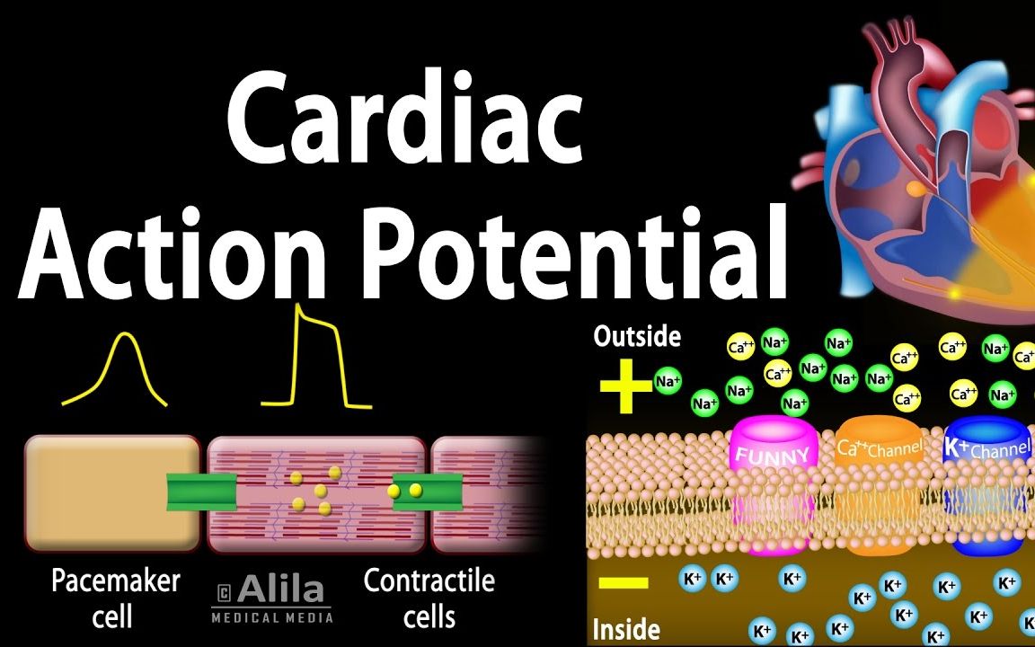 心肌细胞动作电位哔哩哔哩bilibili