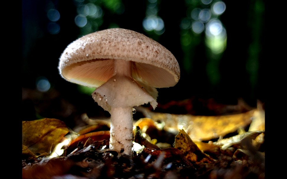 细褐鳞蘑菇(有毒)——摄于广州筲箕窝