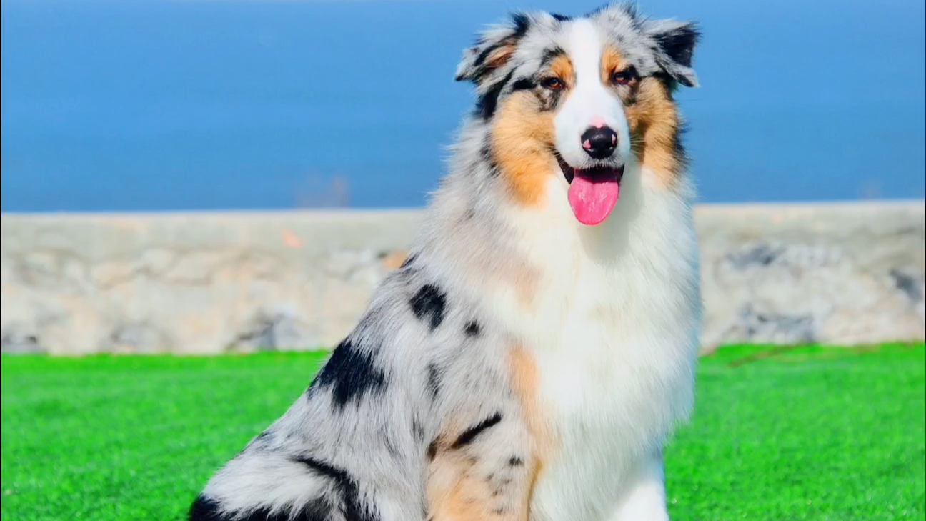 五彩斑斓澳洲牧羊犬