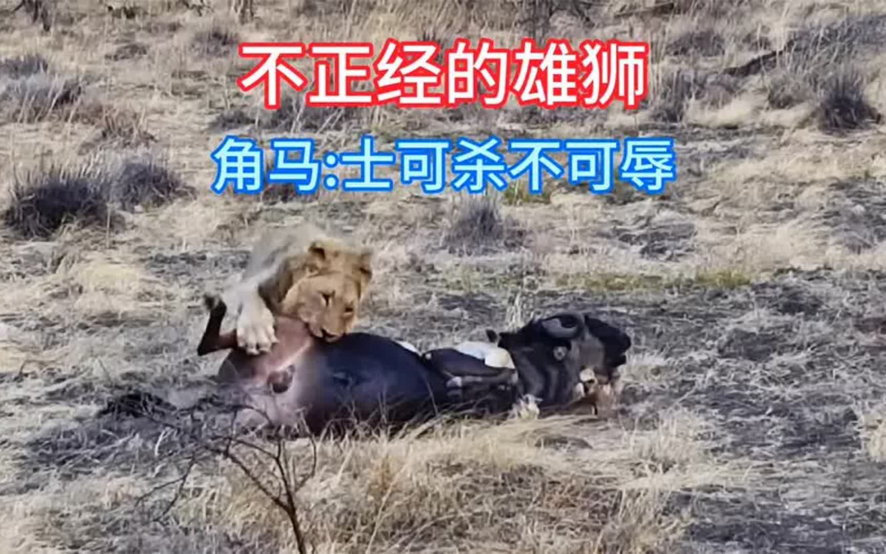 逗比雄狮不正经,狩猎角马竟然硬掏蛋蛋,简直是生不如死