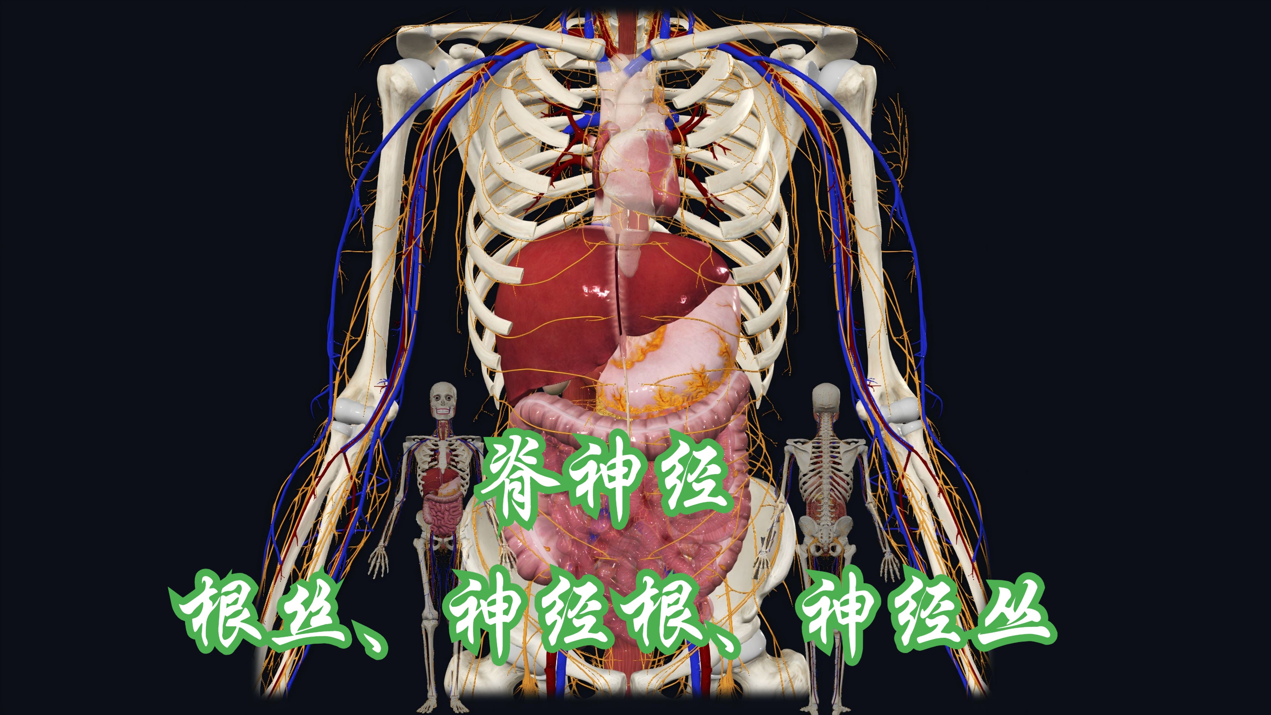 [图]脊神经的术语：根丝、神经根、前后支、神经丛