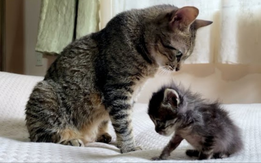 大爱的猫妈妈一边温柔地训练小猫咪一边给顽皮的小猫梳毛
