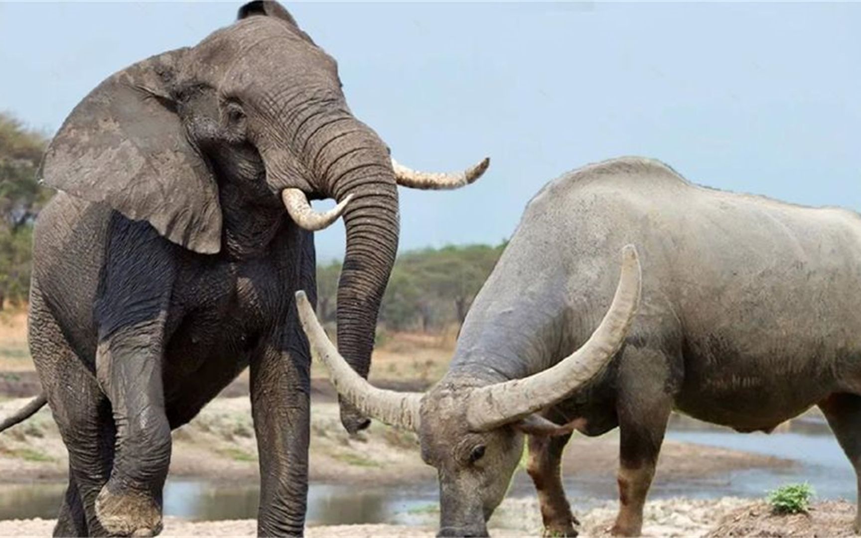 愤怒的大象无缘无故地刺死水牛,大象vs水牛!