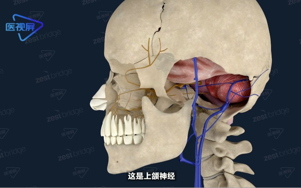 【脑神经】上颌神经的分支哔哩哔哩bilibili