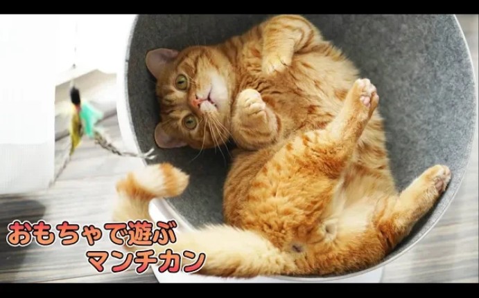 【花江夏树の猫片】曼切堪猫 こんぺい (konpei)的狩猎训练哔哩哔哩bilibili