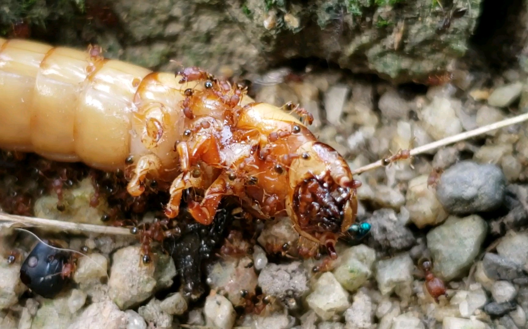 皮氏大头蚁占据大麦虫大餐,抵御其他蚂蚁