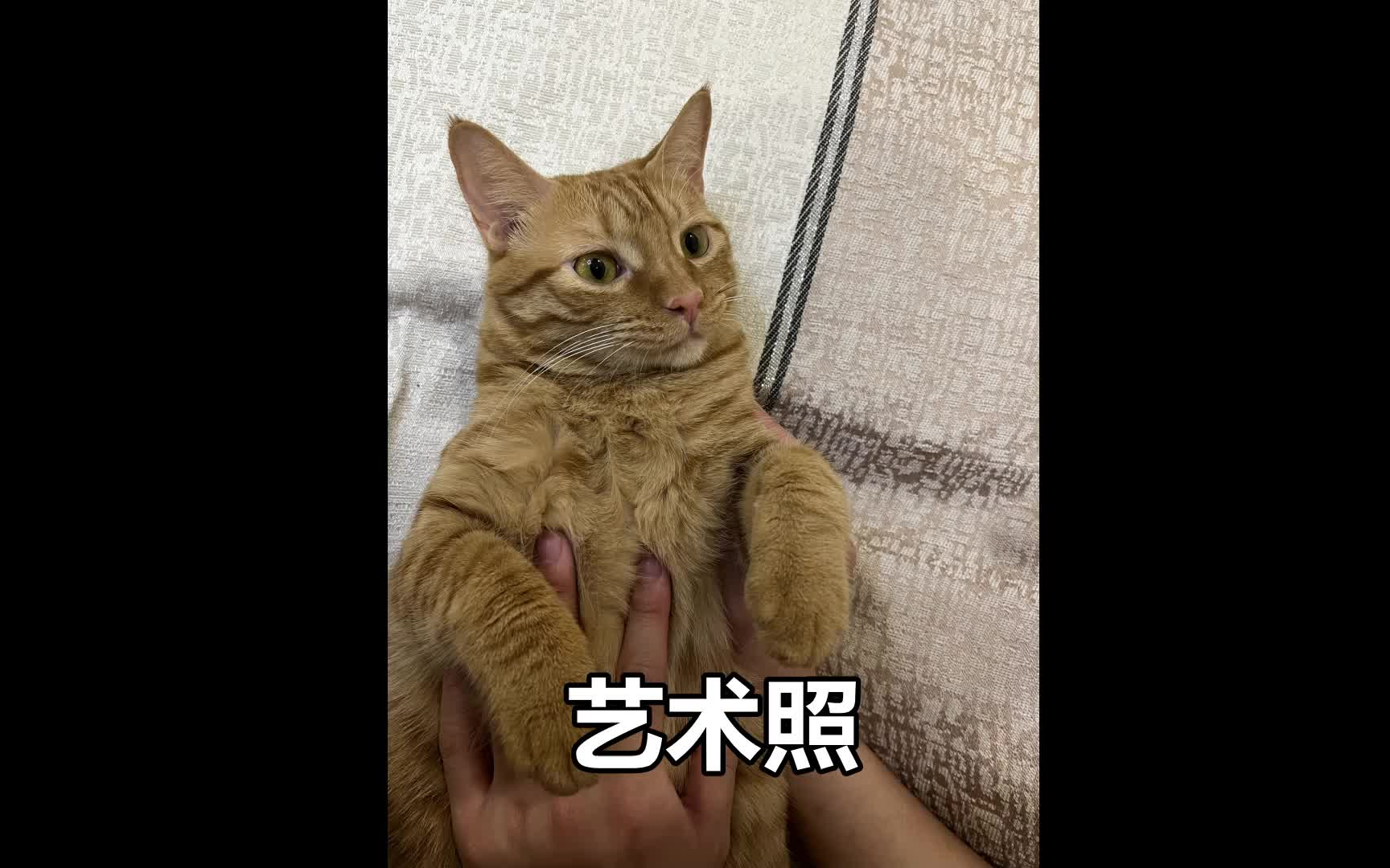 [橘枳] 全世界最可爱的猫哔哩哔哩bilibili