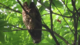 鹰飞之城——重庆南山大金鹰猛禽迁徙+涂山寺灰林鸮+珊瑚坝