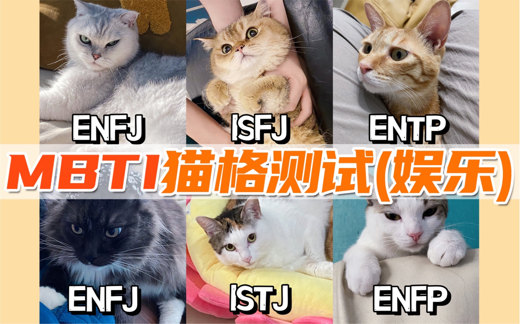 纯属娱乐-猫咪版mbti测试