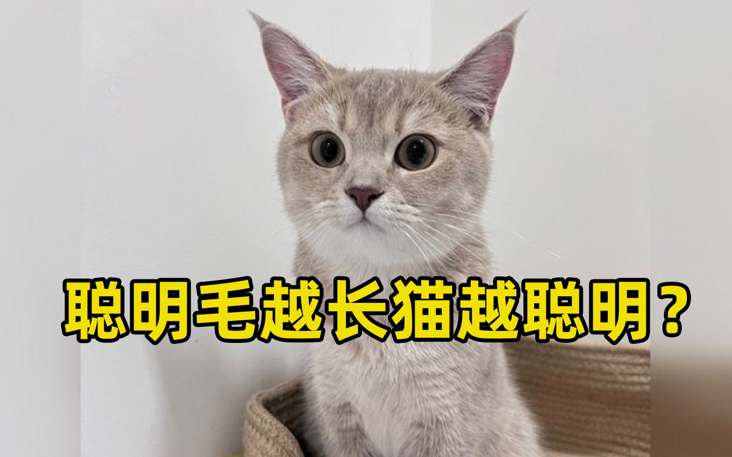 聪明毛越长猫就越聪明?是真的吗?!哔哩哔哩bilibili