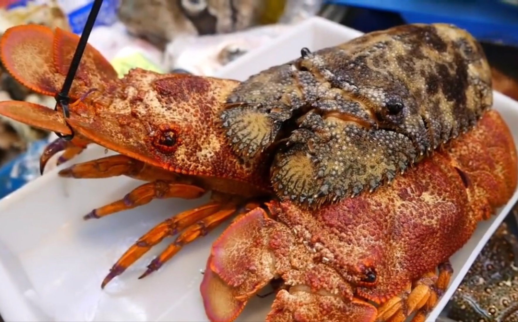 大寿司师傅烹饪深海琵琶龙虾刺身一味多吃