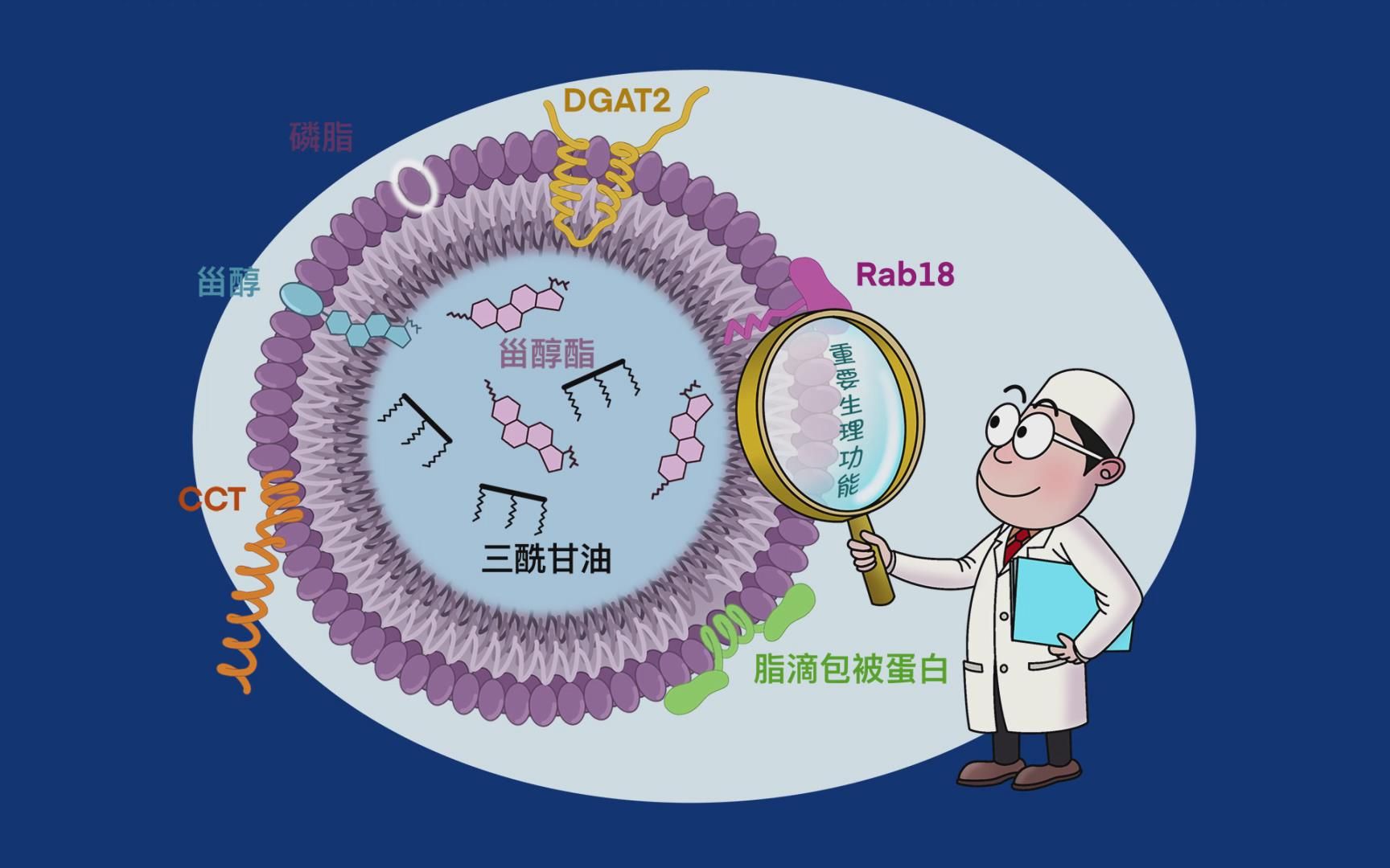 脂滴图片图片