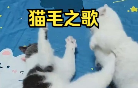 [图]猫毛之歌