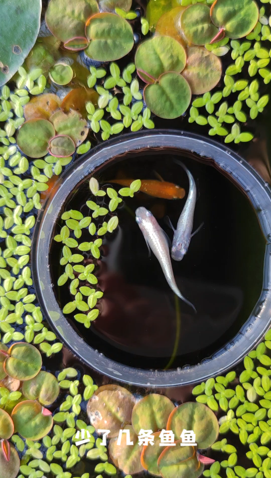 观背青鳉/每周记录/看鱼发呆