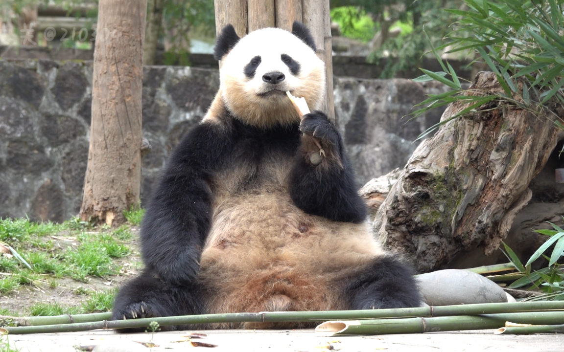 【大熊猫喜豆】开开心心自己一个的喜豆,没有费头子烦多好