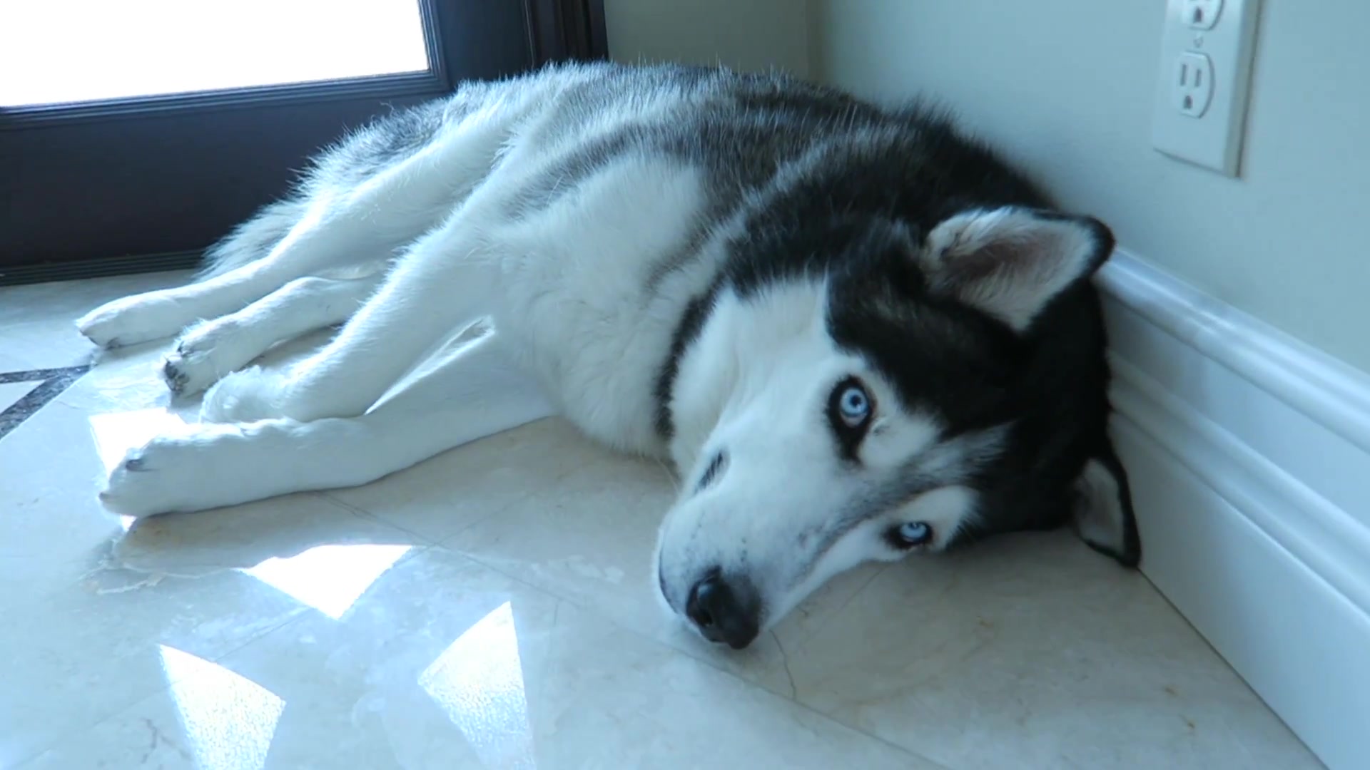 二哈与扫地机器人