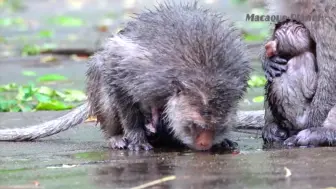 Скачать видео: 在暴雨中出生的猴宝宝能活下去吗，小脸蛋都冻紫了，只能拼命贴着母猴取暖