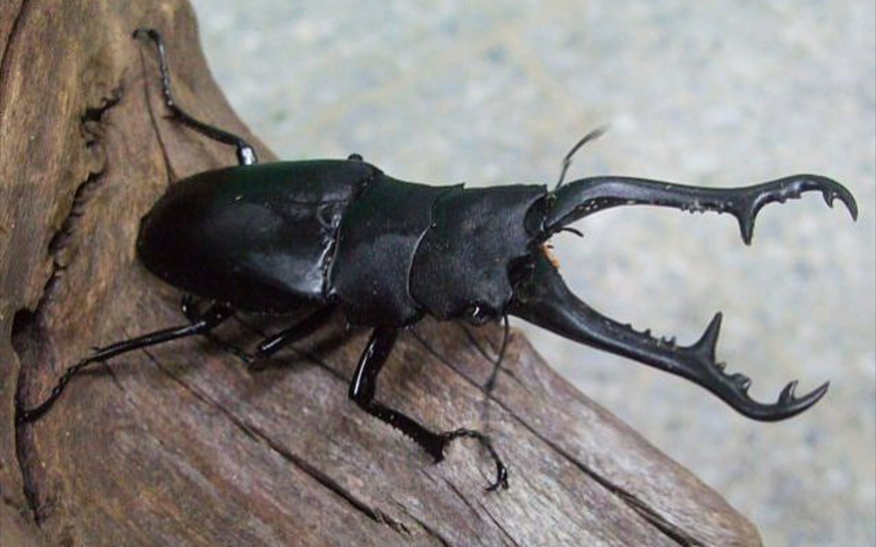 【谢廖沙】浅谈世界最长锹甲——长颈鹿锯锹