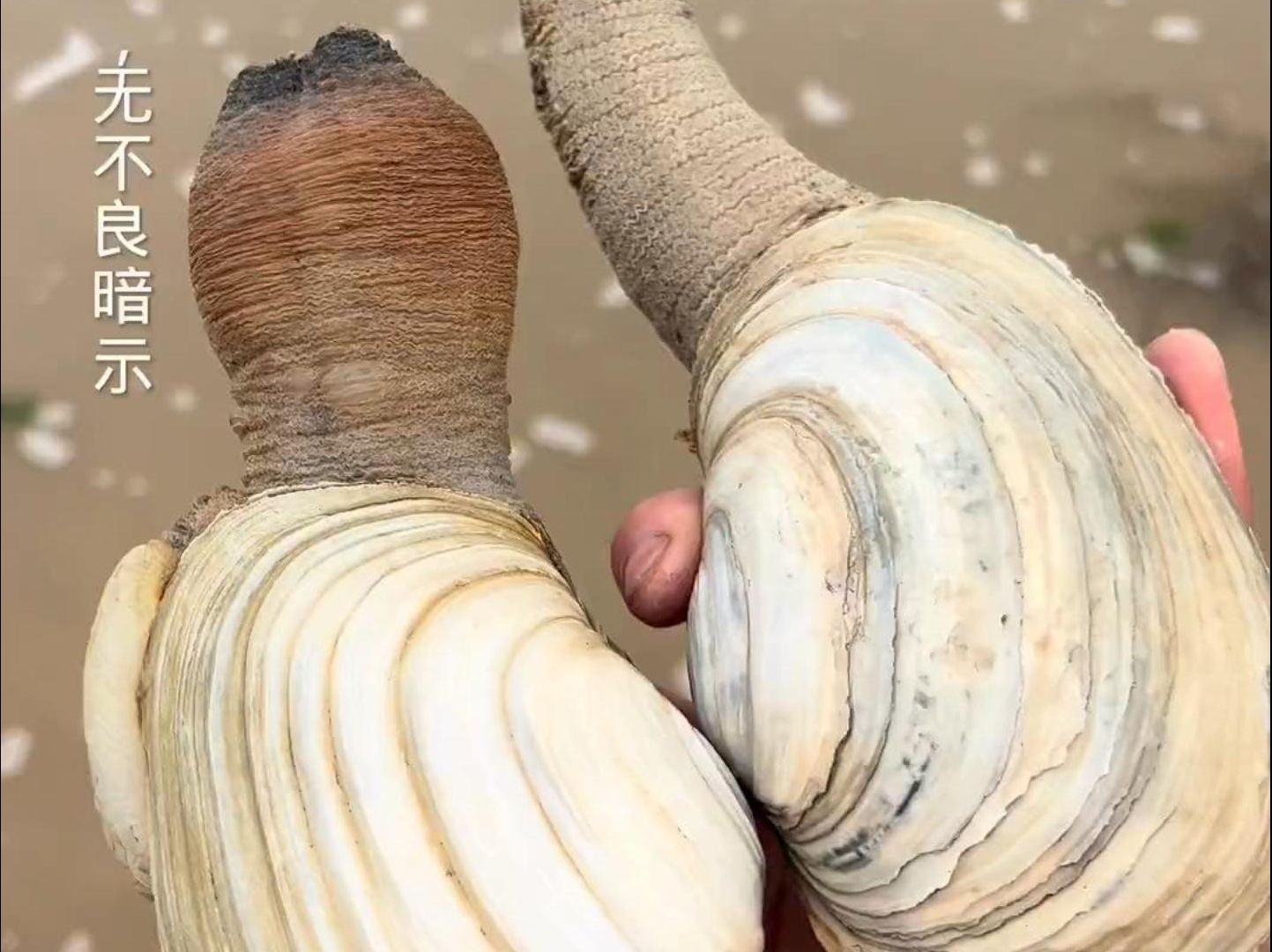 在海边奔跑意外摔跤,结果居然发现了美味的象拔蚌!