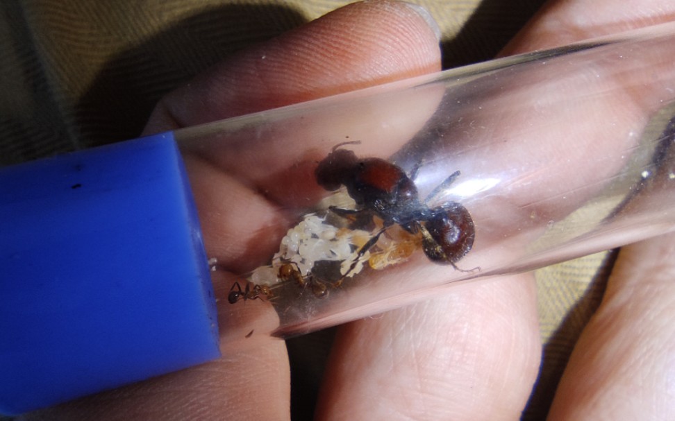 肯尼亚收货蚁出工啦