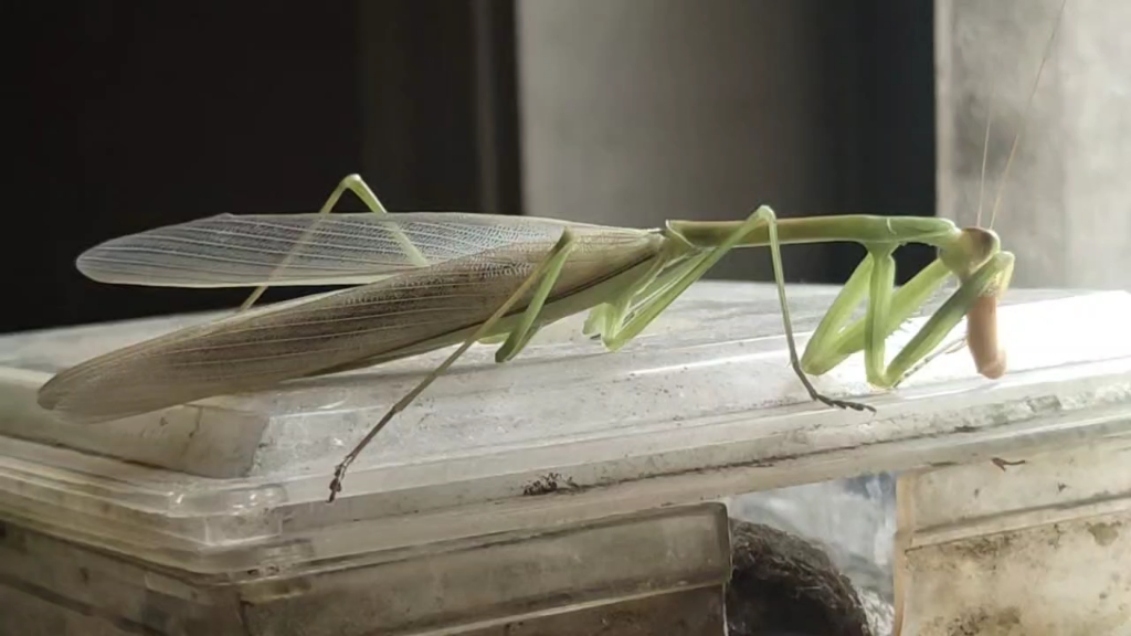 刚羽化的小螳螂～第一顿刚蜕皮的面包虫吃起来
