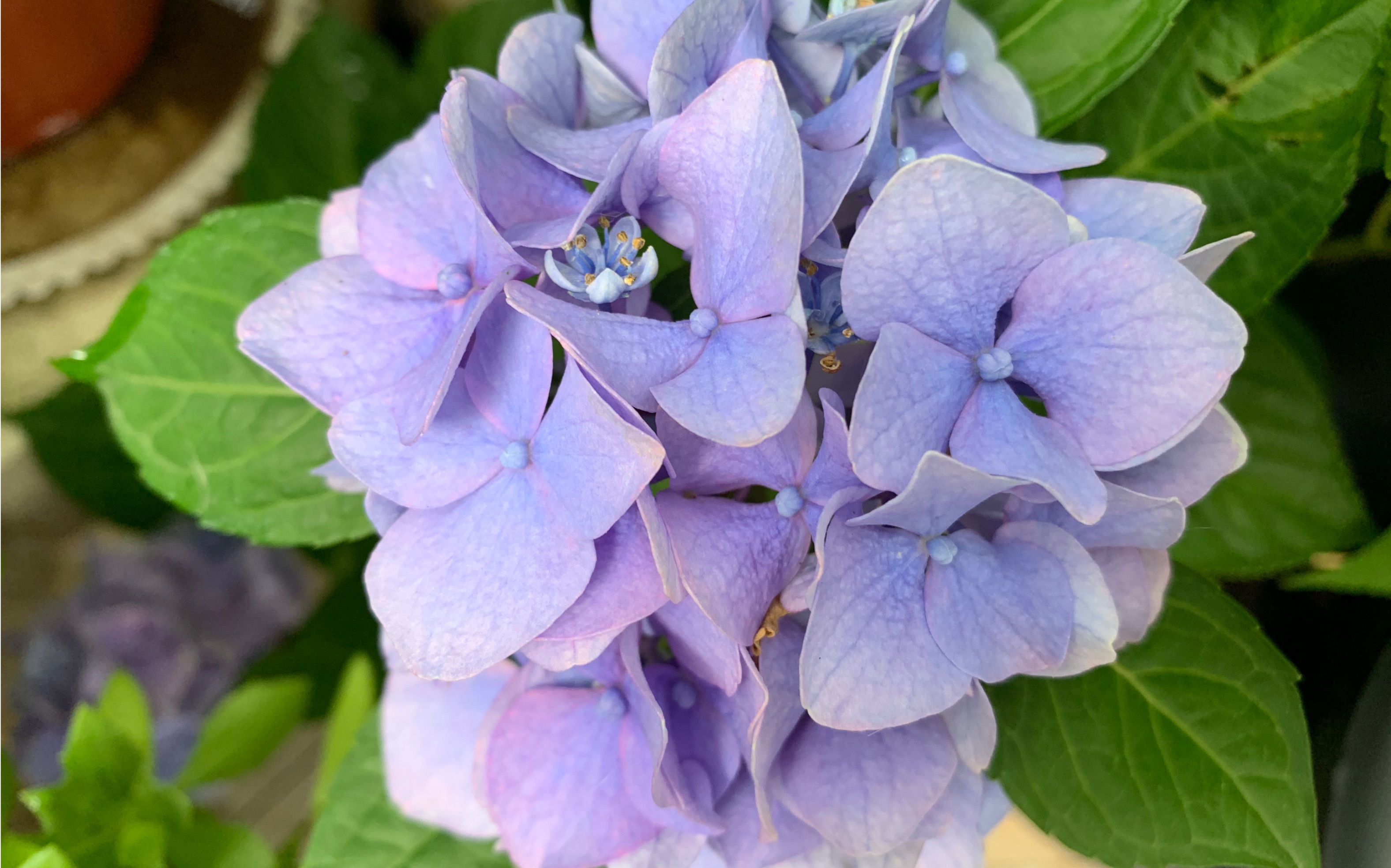 9记录,蓝雪花开始发力,水晶绣球更妖艳了