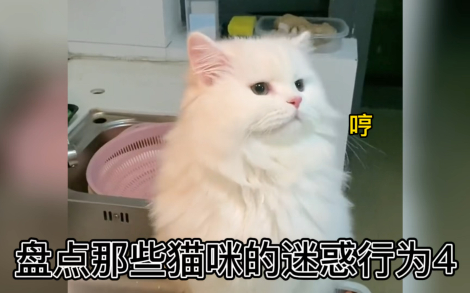 盘点那些猫咪的搞笑瞬间,h,快乐一闪而过哔哩哔哩bilibili