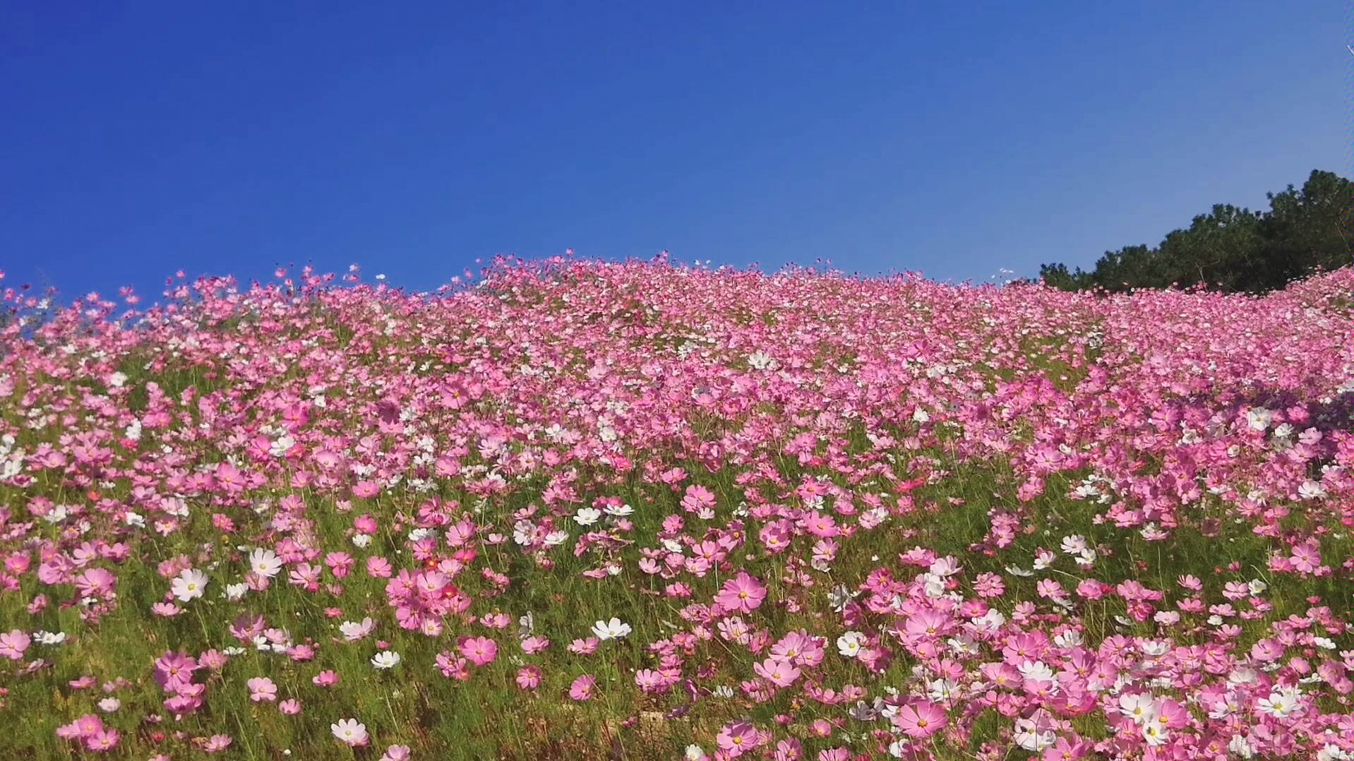 [图]格桑花开了