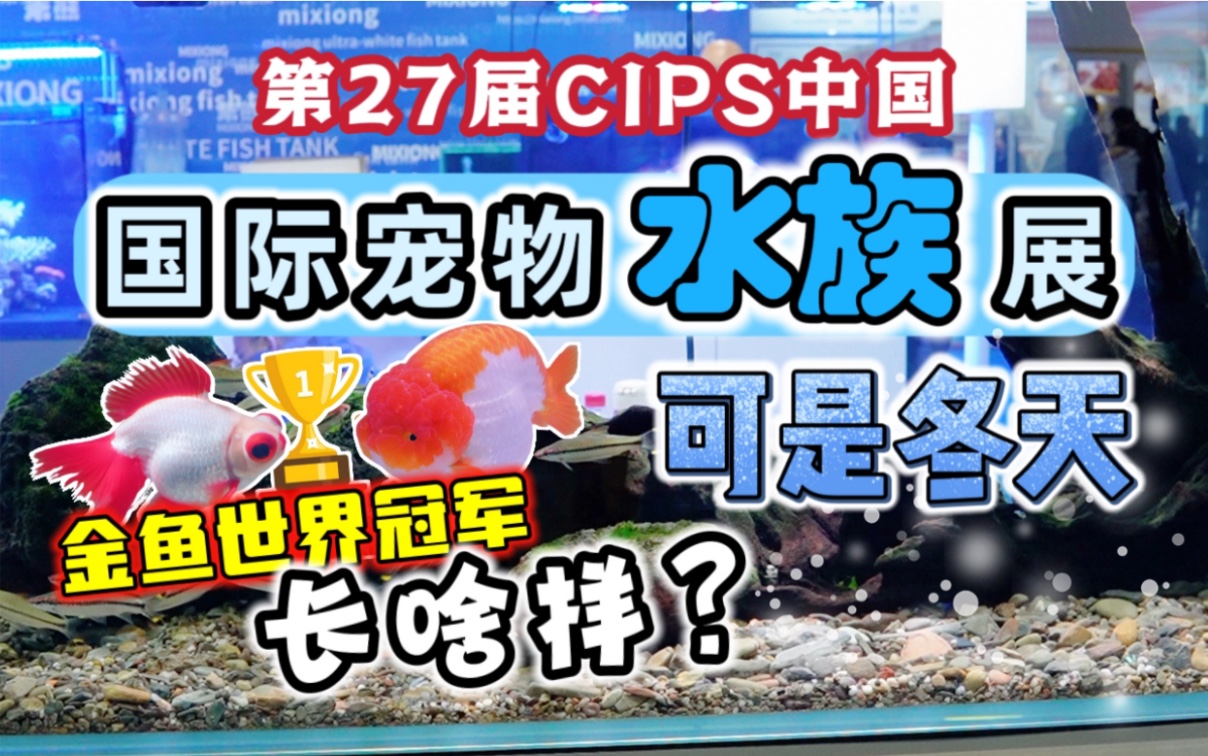 【Vol.8上海】逛CIPS宠物水族展~金鱼世界冠军们都来了!猫狗用品厂商的狂欢(os~辛苦还未冬眠加班陪跑的龟龟们)哔哩哔哩bilibili