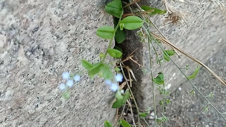 [图]小野花也很美