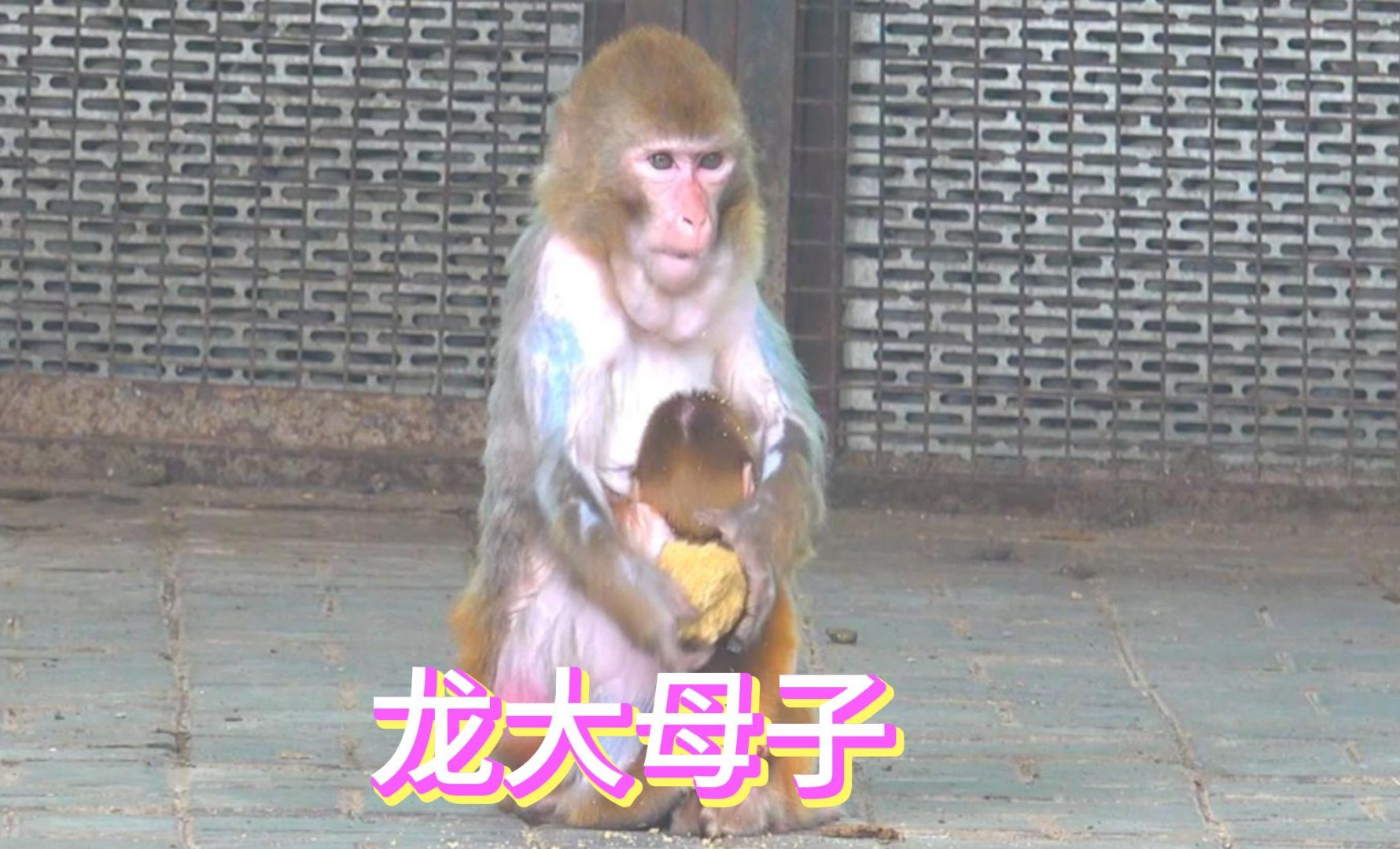 龙大吃奶遇到猴妈吃食干扰, 娘俩打架一个比一个厉害