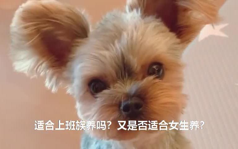 养约克夏犬必看!女生都喜欢的小可爱,但一缺点可能被邻居投诉!哔哩哔哩bilibili