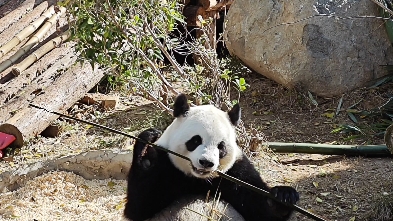 一起去泉州海丝动物园看大熊猫星语吧哔哩哔哩bilibili