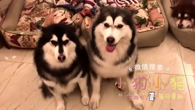 狗狗被主人罚顶书,也是够奇葩的哔哩哔哩bilibili