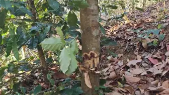 下载视频: 云南部分市州森林生态遭破坏：天然林毁坏屡禁不止 为种咖啡剥树皮毁林