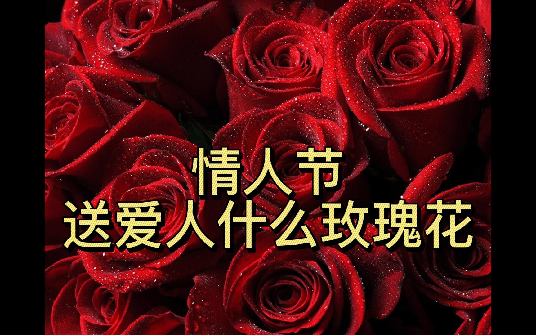 2月14日情人节到了,该送爱人什么颜色的玫瑰花呢?哔哩哔哩bilibili