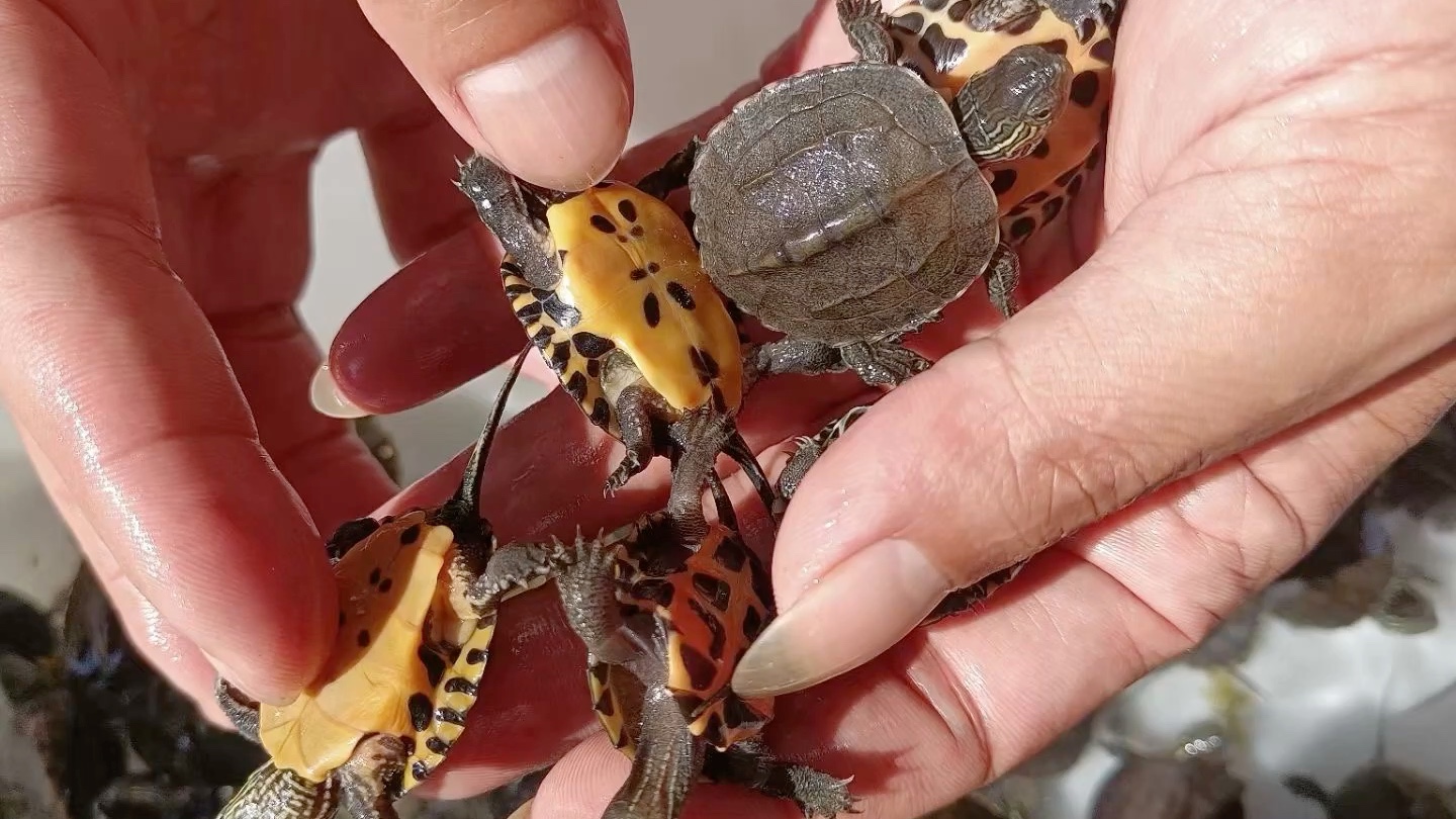 杂交货龟黑颈杂花 杂草苗,红底 花杂草 香龟全品无错甲,10个88包邮