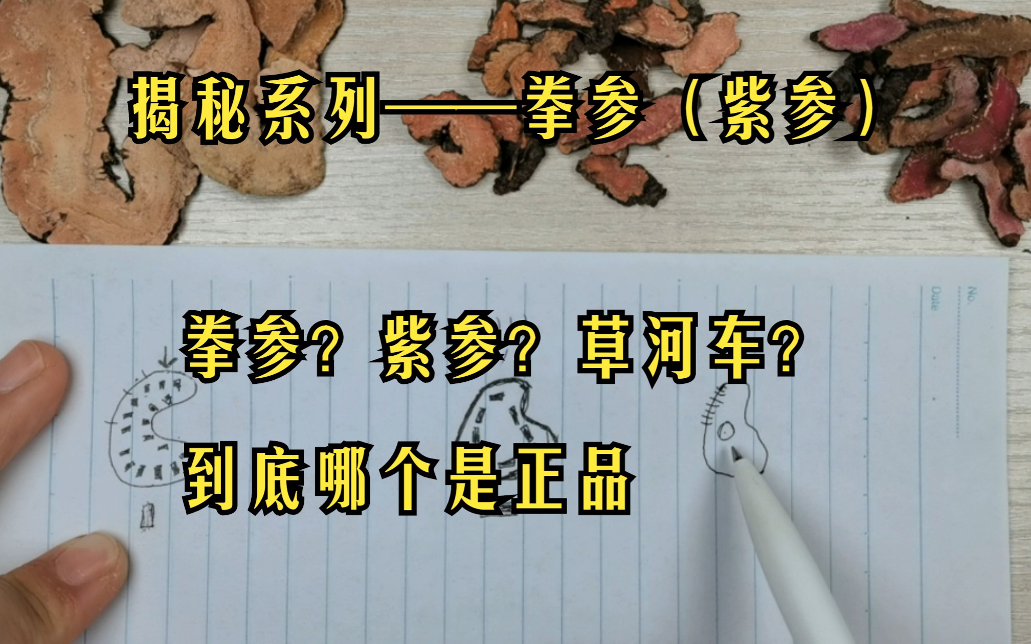 揭秘系列——拳参(紫参):拳参?紫参?草河车?到底哪个是正品?看灵魂画师给你详细讲解哔哩哔哩bilibili