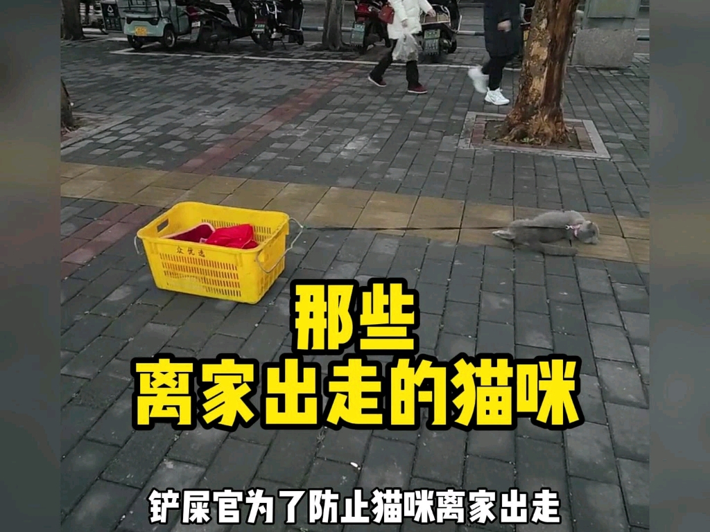 那些离家出走的猫咪,来看看哪个更离谱哔哩哔哩bilibili