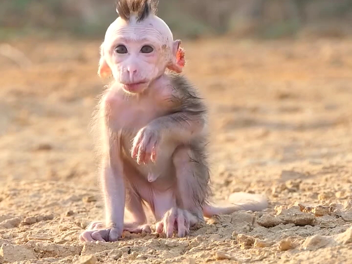 小猴子在寻找膏药目标