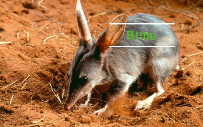 [图]Bilby(兔耳袋狸)