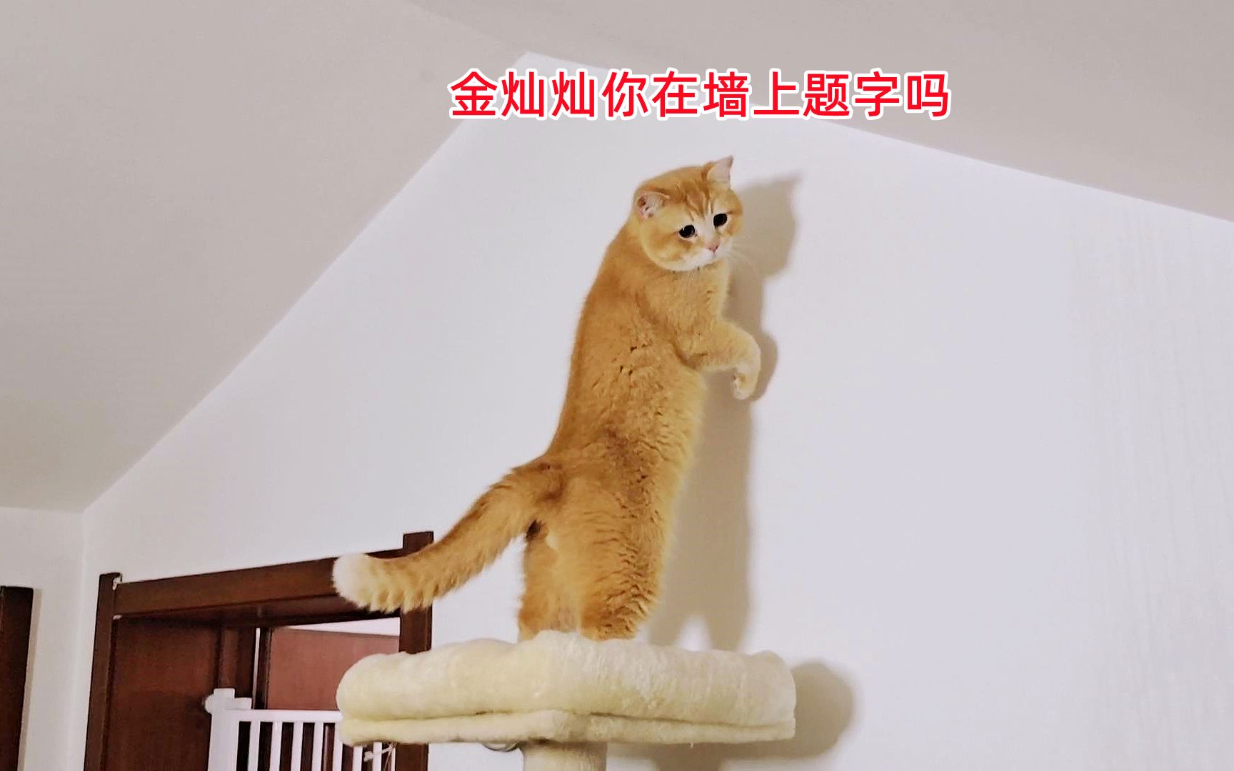 那个叫金灿灿的猫站起来好帅!给猫咪买的网红玩具被母猫集体嫌弃哔哩哔哩bilibili