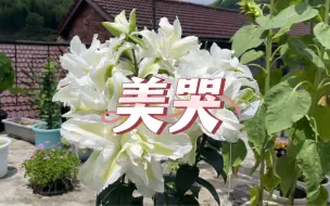 Скачать видео: 从种球到开花，重瓣百合花种植方法全过程来了